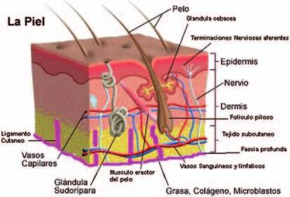 NUESTRA PIEL ESTRUCTURA DE LA PIEL: EPIDERMIS: Capa externa de la piel. Contiene: Células planas en forma de escamas llamadas células escamosas. Células redondas llamadas células basales.