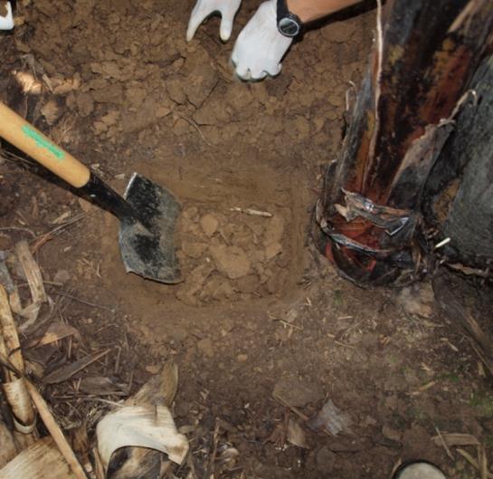 La prospección y aislamiento se realizó en una sección de suelo supresivo a R. similis, ubicado en una finca bananera del cantón de Guácimo, Costa Rica.
