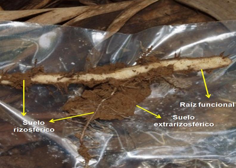 La muestras correspondieron a raíz, suelo rizosférico y suelo extra-rizosférico (figura 1).