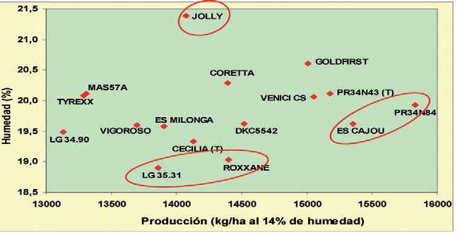 Cuadro 5. Producción de las variedades de maíz de ciclo 500, ensayadas en el marco del GENVCE durante el año 2008, respecto a los testigos CECILIA y PR34N43.