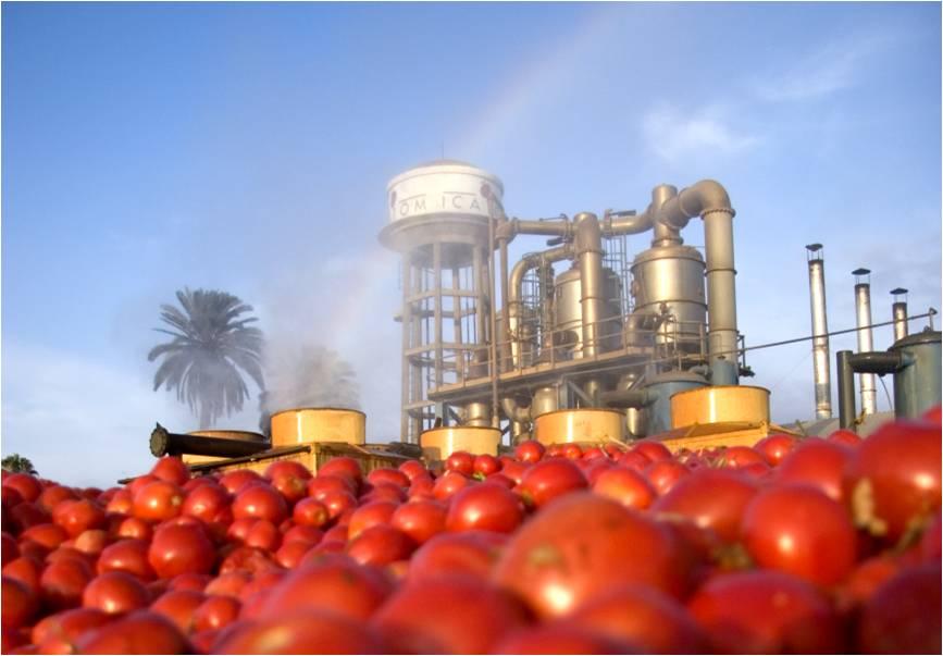 Icatom, líder en rendimiento de tomates por hectarea 160 120 99 110 127 137 40 30 80 40 16.6 18.2 20.7 21.8 20 10 0 2010/11 2011/12 2012/13 2013/14 0 Ton.