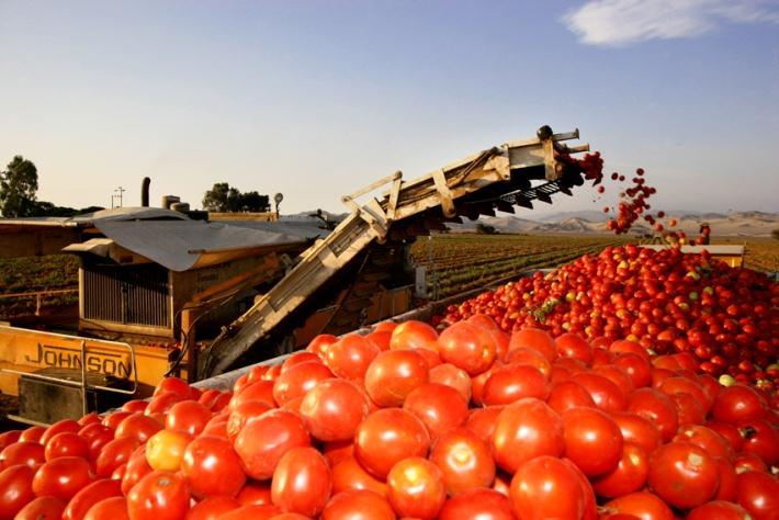 31% de crecimiento en los volúmenes de venta (23 mil toneladas de pasta de tomate), durante el 2014.