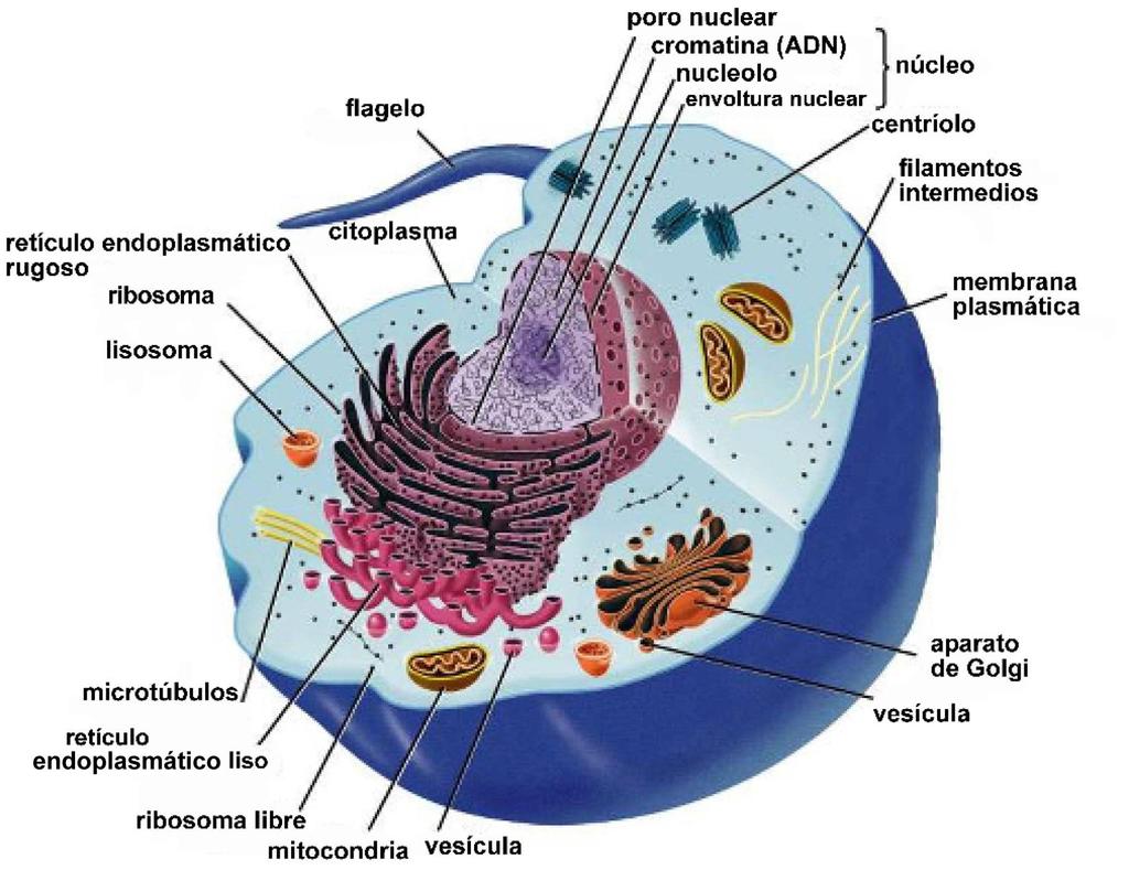 Célula Eucariótica