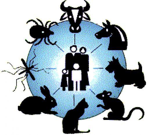 2. Zoonosis y Otras Enfermedades Animales Enfermedad transmitida naturalmente por animales a los humanos, mediante: