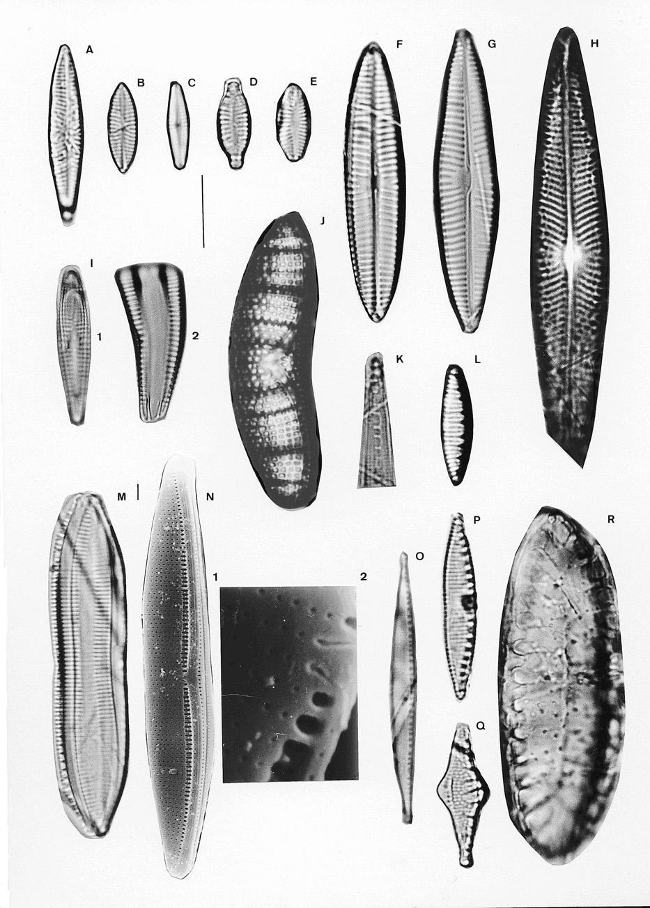 Diatomeas del marjal Oliva-Pego 123 Fig. 4.