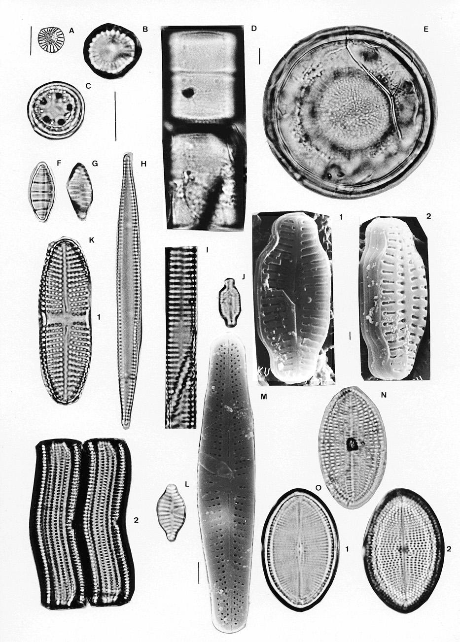 Diatomeas del marjal Oliva-Pego 115 Fig. 2. A, Cyclotella distinguenda; B, Cyclotella meneghiniana; C, Cyclotella ocellata; D, Melosira moniliformis var.