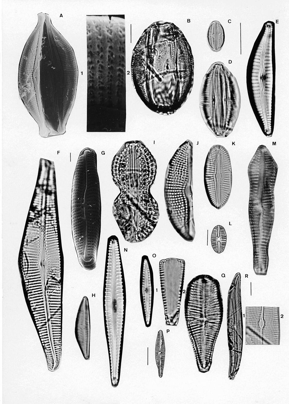 Diatomeas del marjal Oliva-Pego 119 Fig. 3.