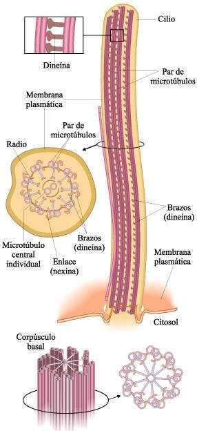 microtúbulos, con un par no