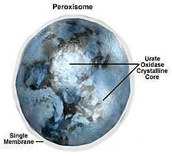 Peroxisomas Características Organelos presentes en todas las células