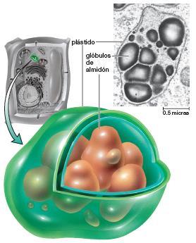 Otras estructuras citoplasmáticas de las células vegetales Glioxisomas Características Pequeñas vesículas limitadas por una sola membrana (peroxisomas especializados).
