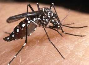 Trasmitido por la zancudo Aedes aegypti Picadura del