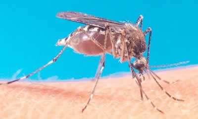 EL AEDES AEGYPTI: es un mosquito pequeño, oscuro (negro) que en las patas presenta unas escamas blancas plateadas que forman anillos en las articulaciones La hembra pone su huevecillos en los
