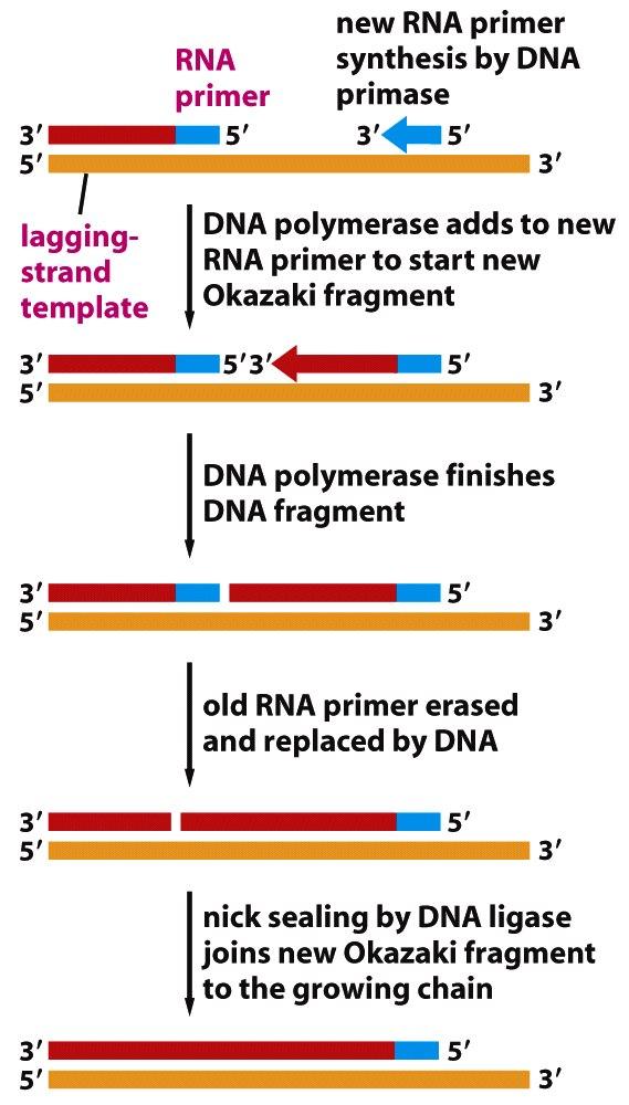 MOLECULAR BIOLOGY DNA