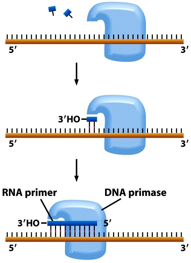 MOLECULAR BIOLOGY DNA replication, transcription ADEMAS!! La ADN polimerasa no puede iniciar una nueva hebra!