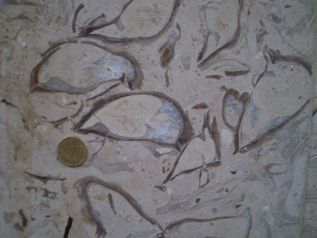 Fósiles: Bivalvos (Mollusca, Bivalvia) y erizos de mar (Echinodermata,