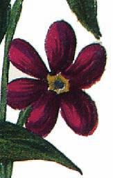 También presenta una gran riqueza en los tipos de plantas australianas de las colecciones de Sir Joseph