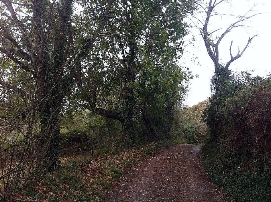 Seto de robles (Quercus robur) en borde del camino Las manchas cartografiadas como formaciones arbustivas corresponden a formaciones de porte arbustivo