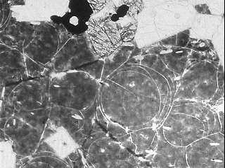 Vidrio ácido dacítico (microsonda) con textura hialina perlítica. Foto 55197-2. (2.5x/10x. N//).