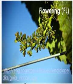 Budbreak Flowering Fruit set Veraison Harvest
