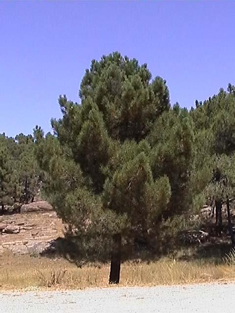 Pinus pinaster (Pino