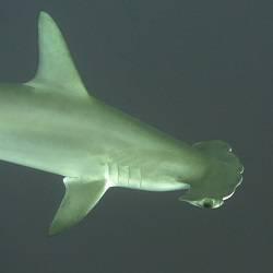 Viaje ESPECIAL de grupo en crucero de buceo al Mar Rojo ruta Brothers - Daedalus - Elphinstone todo incluído en Golden Dolphin II, a la busca de tiburones longimanus, martillos y grises.