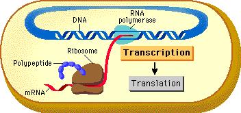 Los ribosomas se utilizan para leer los codones en el RNm transcrito para fabricar los polipéptidos.