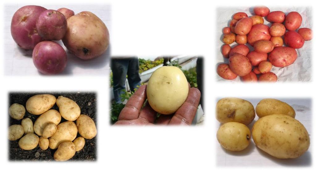 Variedades para la soberanía alimentaria Diacol Capiro Fritpapa-Inia