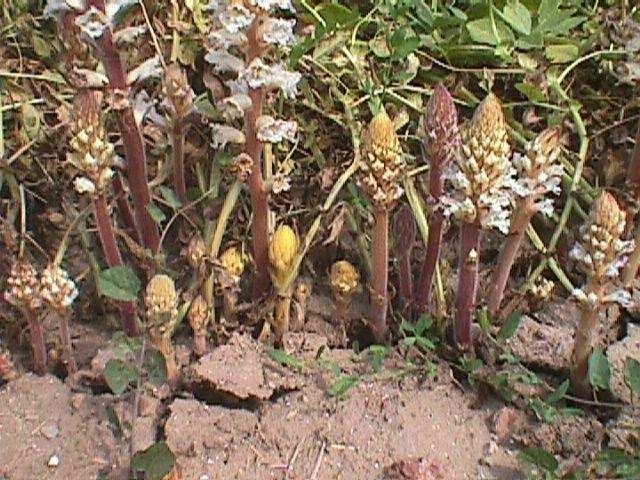 7.- Plagas y enfermedades. Foto 10. Jopos parasitando plantas de alberjones Foto 11.