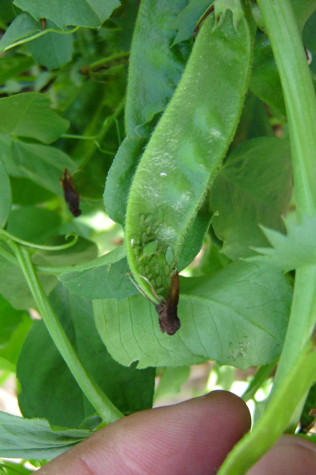 Ésta es una planta parásita, que carece de clorofila, por lo que se nutre a partir de las raíces de la leguminosa, y de esta forma completa su ciclo vital, pudiendo provocar graves daños en el