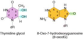 Daño Oxidativo Producido por: radicales superóxido (O 2.