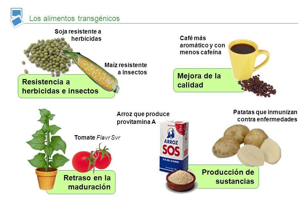 Cultivo transgénico Productos agrícolas que han sido manipulados genéticamente, eliminando o añadiendo genes,