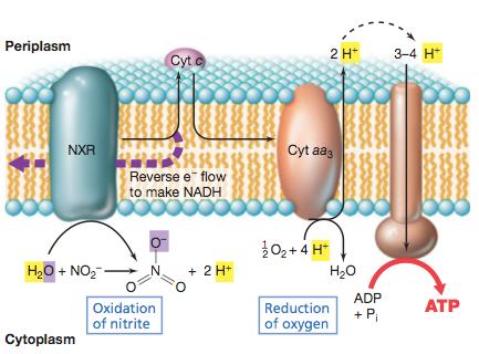 Oxidación de nitrito en bacterias oxidantes de