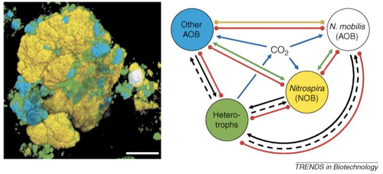 Diversidad en bioreactores nitrificantes Nitrospira otras AOB heterótrofos competencia por NH 3 asimilación org liberación CSLM