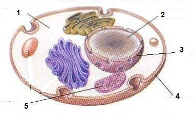 Núcleo Cloroplasto Mitocondria Membrana plasmática 24.