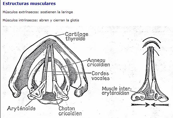 Gracias al sistema de movimiento de los aritenoides, las cuerdas vocales pueden adoptar diversas posiciones, y en consecuencia, la glotis puede presentar distintas formas o grados de avertura.