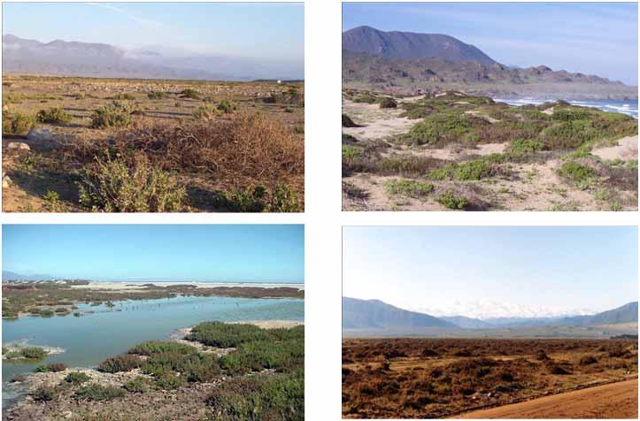Este complejo de dunas y el humedal albergan una fauna que se compone en un 81% de aves, 11% de mamíferos y 8% de reptiles.