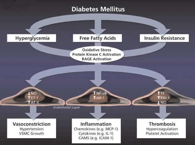 DIABETES Y ENFERMEDAD CARDIOVASCULAR Diabetes Mellitus Hiperglucemia Ácidos grasos libres Resistencia insulina Estrés oxidativo Activación PKC Activación RPFG Capa