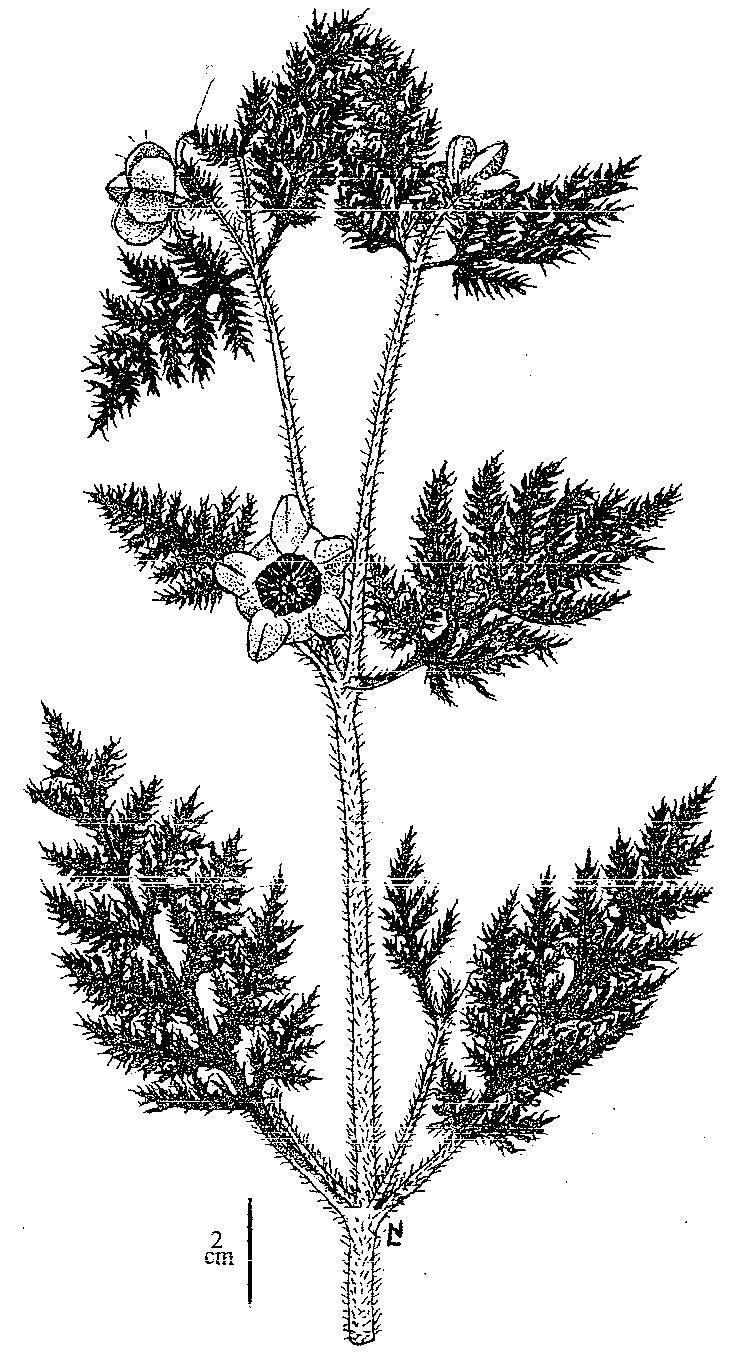 L. J. Novara - Loasaceae 15 Lám. 4.