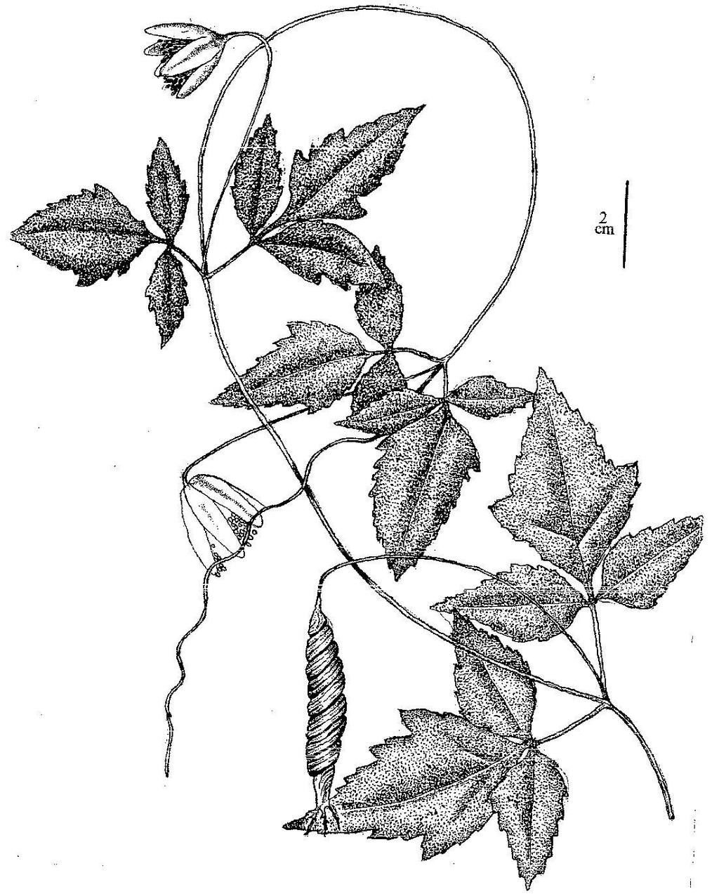 20 Flora del valle de Lerma Lám. 6. Caiophora hibiscifolia.