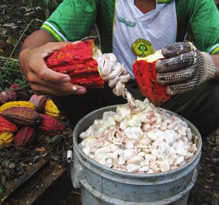 Manual para Productores Orgánicos Algunas recomendaciones para fomentar la población de la mosquita, en el cacaotal son: Mantener sobre el piso hojas de cacao, pedazos de tallo de plátano o banano,