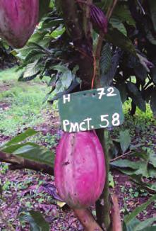 Clones de cacao seleccionados por el CATIE para siembras comerciales: El CATIE ha identificado, en los
