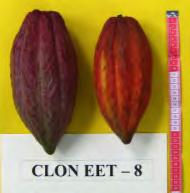 Características del fruto de algunos clones internacionales más usados en