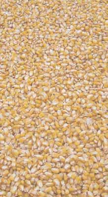 Datos de GENVCE: Producción de las variedades de maíz de ciclo 600, ensayadas en el marco del GENVCE durante el año 2011, respecto a los testigos PR32W86, PR33Y74, PR34N43 y SANCIA.
