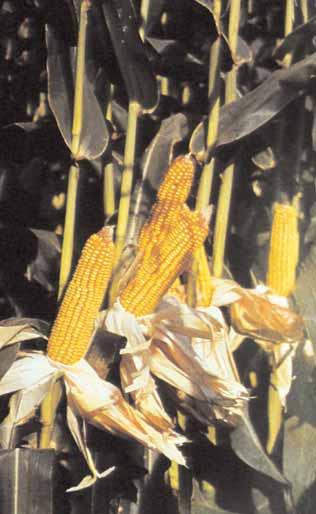 Demostraciones en maíz Demostración de maíz en Teruel % kg grano Variedad Ciclo Humedad a 14º/ha PR34N43 500 19,1 15.941 MAS 56 500 17,6 15.399 DKC5542 500 18,2 15.287 PR34N84 500 18,9 14.