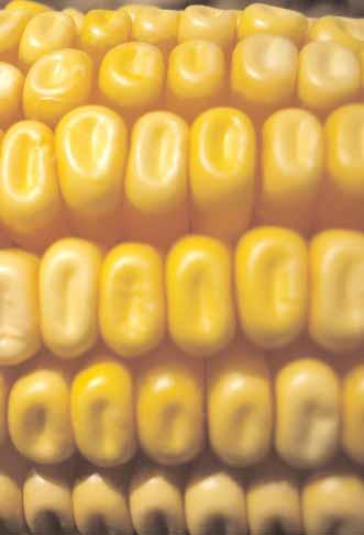 Datos de GENVCE: Producción de las variedades de maíz transgénicos, ensayadas en el marco del GENVCE durante el año 2011. Medias ajustadas a mínimos cuadrados Producción Indice Sep.