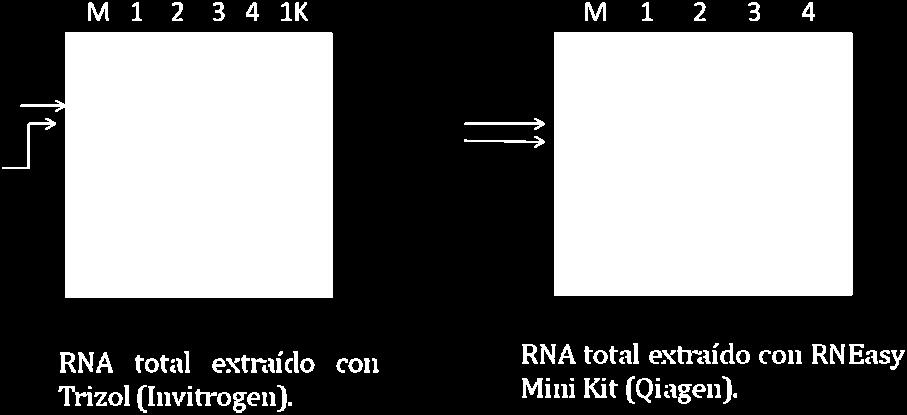 S marcadas con flechas en el gel) por lo cual se procedió a utilizar el RNeasy Plant Mini Kit (Figura 1). Figura 1. ARN total extraído de hojas de frijol en condiciones de M.