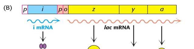 Cuando hay lactosa en el medio, el represor se disocia del operador y los genes z, y, a pueden ser transcritos El inductor