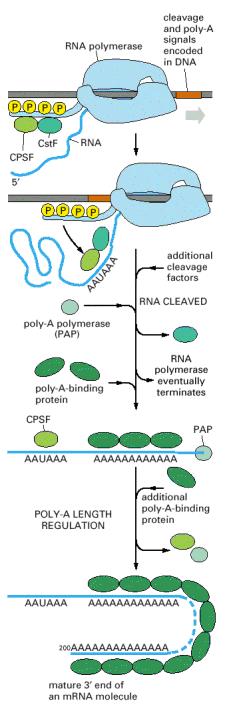 eucariotas RNA Pol II: terminación de transcripción y procesamiento del pre-mrna en el 3