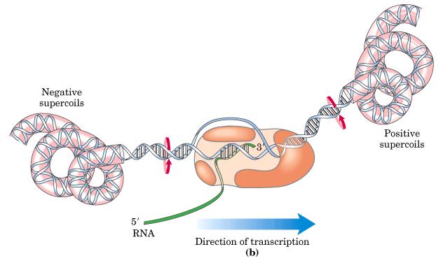 La RNA polimerasa se une al promotor y sintetiza RNA