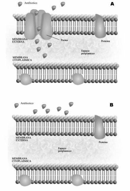 Note los tres componentes de la bomba de expulsión: la bomba en la membrana citoplasmática, la proteína ligadora y la porina de salida en la membrana externa. Figura 2.